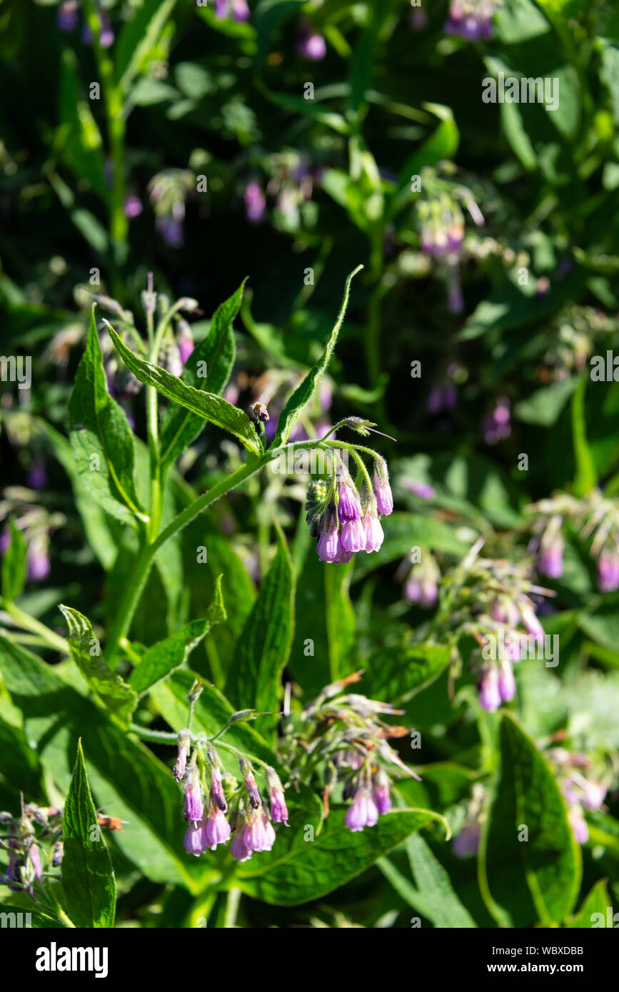 Gemeinsame Beinwell (Symphytum officinale) wächst auf einer South Yorkshire Zuteilung. England, UK. Stockfoto