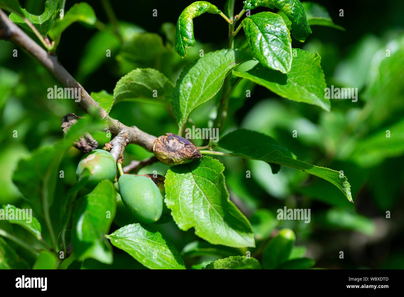 Pflaumenbaum angesteckt mit 'Pocket Pflaume der Krankheit", verursacht durch den Pilz Taphrina Pruni. England, UK. Stockfoto