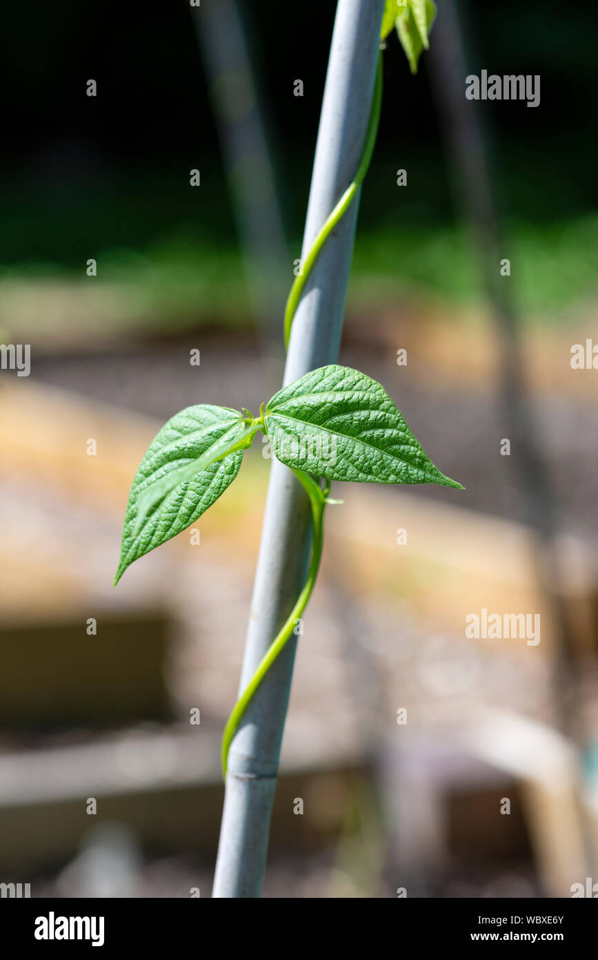 Borlotto Lingua Di Fuocco (Firetongue) klettern Bohnen (Phaseolus vulgaris) Pflanzen, wachsen auf einer South Yorkshire Zuteilung. England, UK. Stockfoto