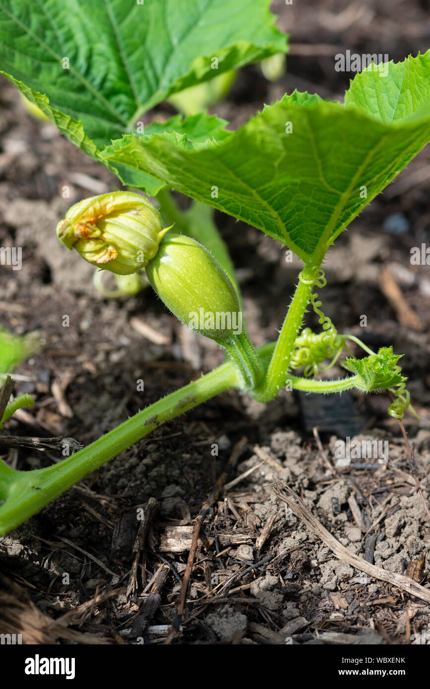 Kleinen, unreifen fuit Spaghetti Kürbis (Cucurbita pepo), wachsen auf eine Zuteilung. UK. Stockfoto