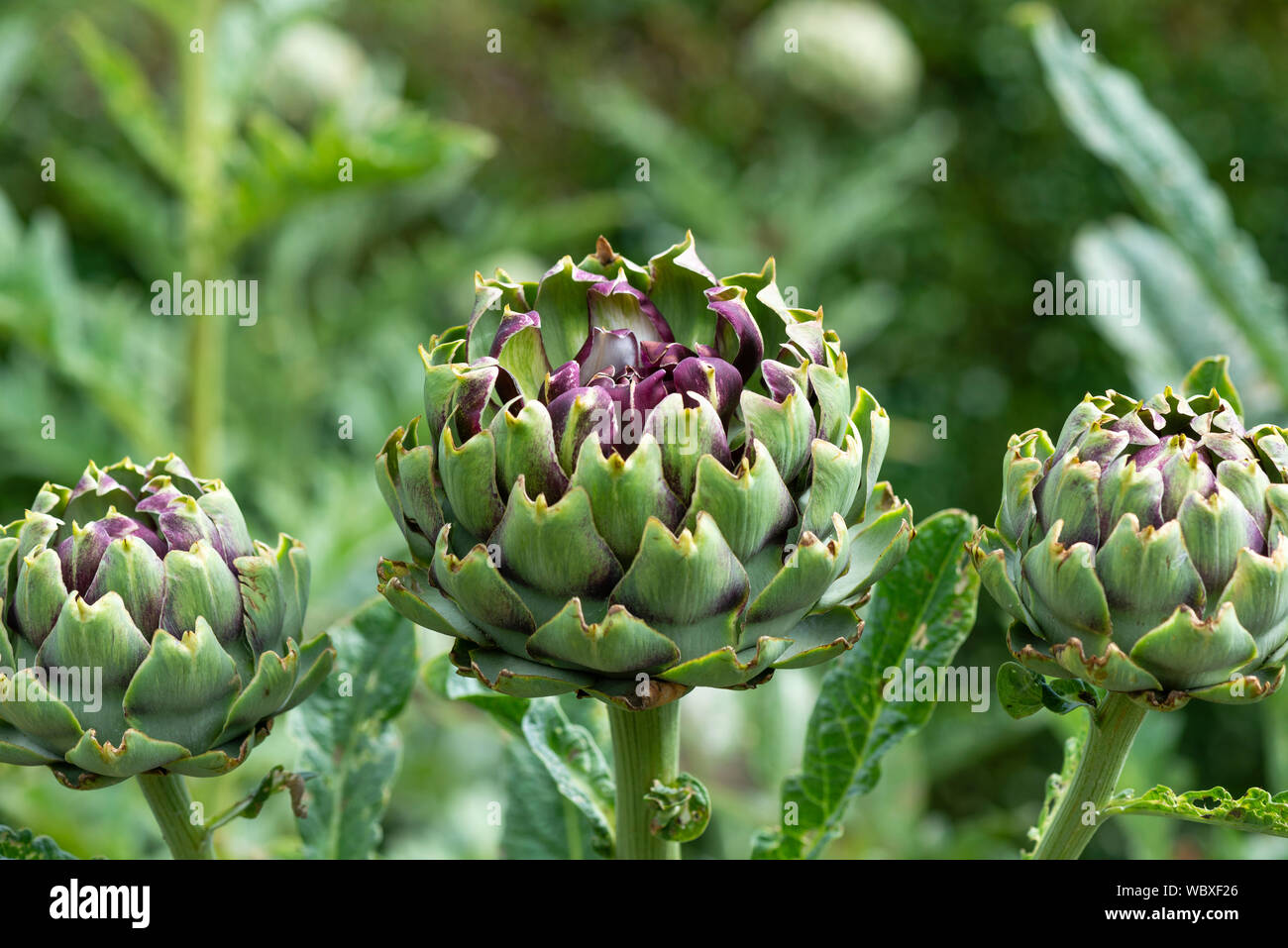 Artischocken (Cynara Scolymus), Öffnung in Blumen auf einer South Yorkshire Zuteilung. England, UK. Stockfoto