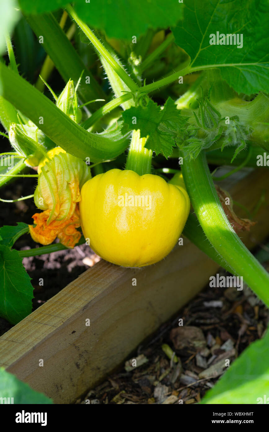 Pattypan Kürbis (Cucurbita pepo) wächst auf einer South Yorkshire Zuteilung. Stockfoto