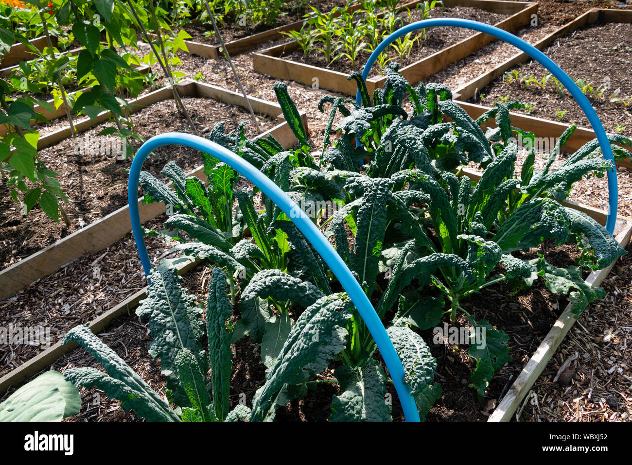 Mit Bänder Netze zur Unterstützung von Nutzpflanzen wie Cavolo nero schützen, schwarz Kale (oleracea acephala) in einem Gemüsegarten wächst. UK. Stockfoto