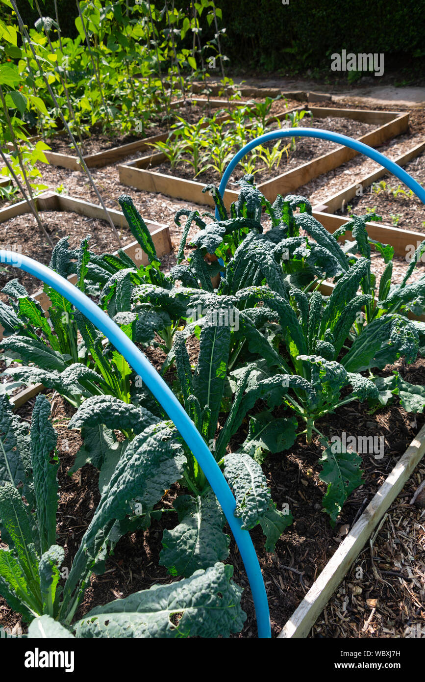 Mit Bänder Netze zur Unterstützung von Nutzpflanzen wie Cavolo nero schützen, schwarz Kale (oleracea acephala) in einem Gemüsegarten wächst. UK. Stockfoto