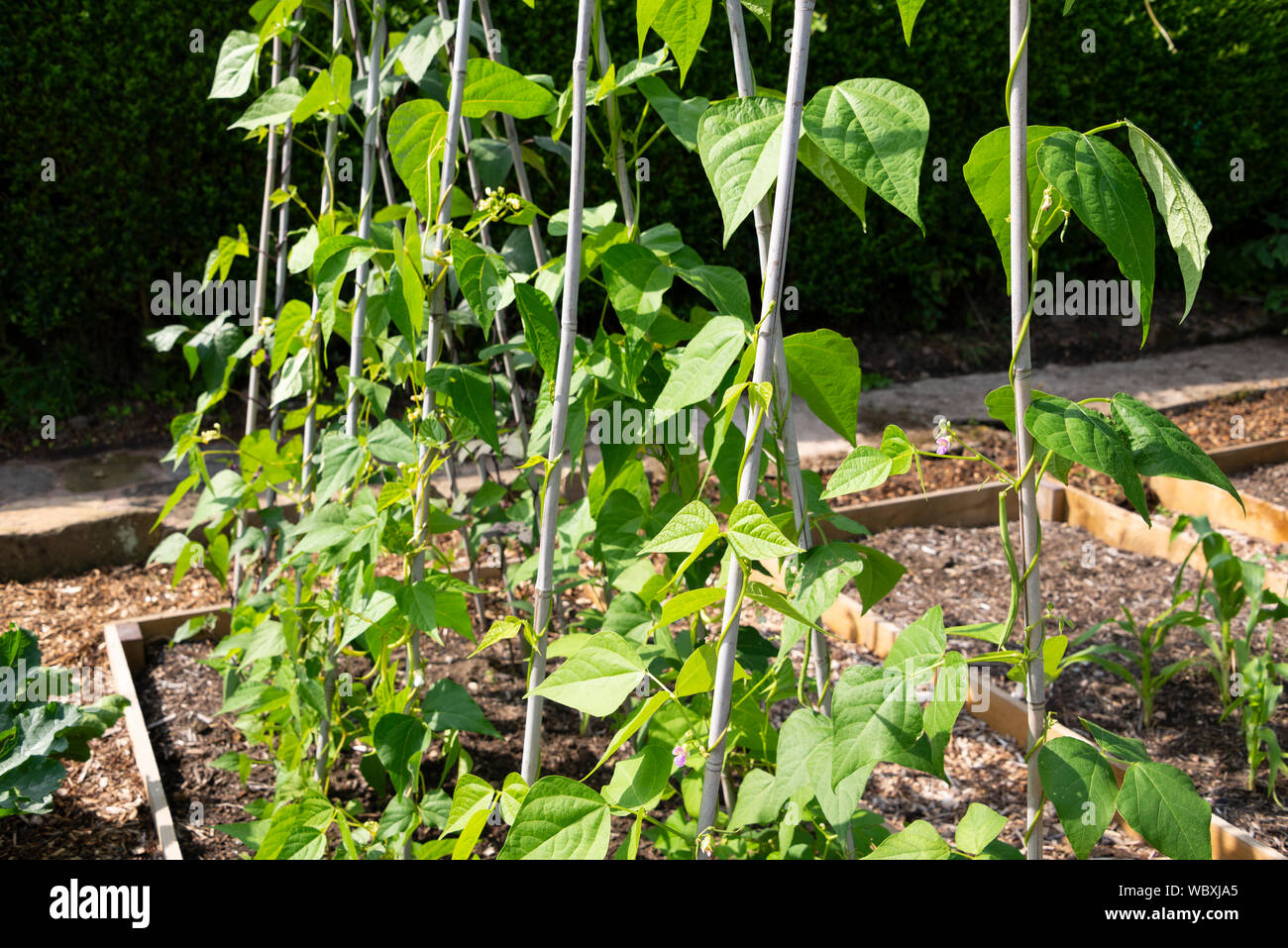 48+ Französische Gemüsegarten, Sechs verschiedene bereiche mit