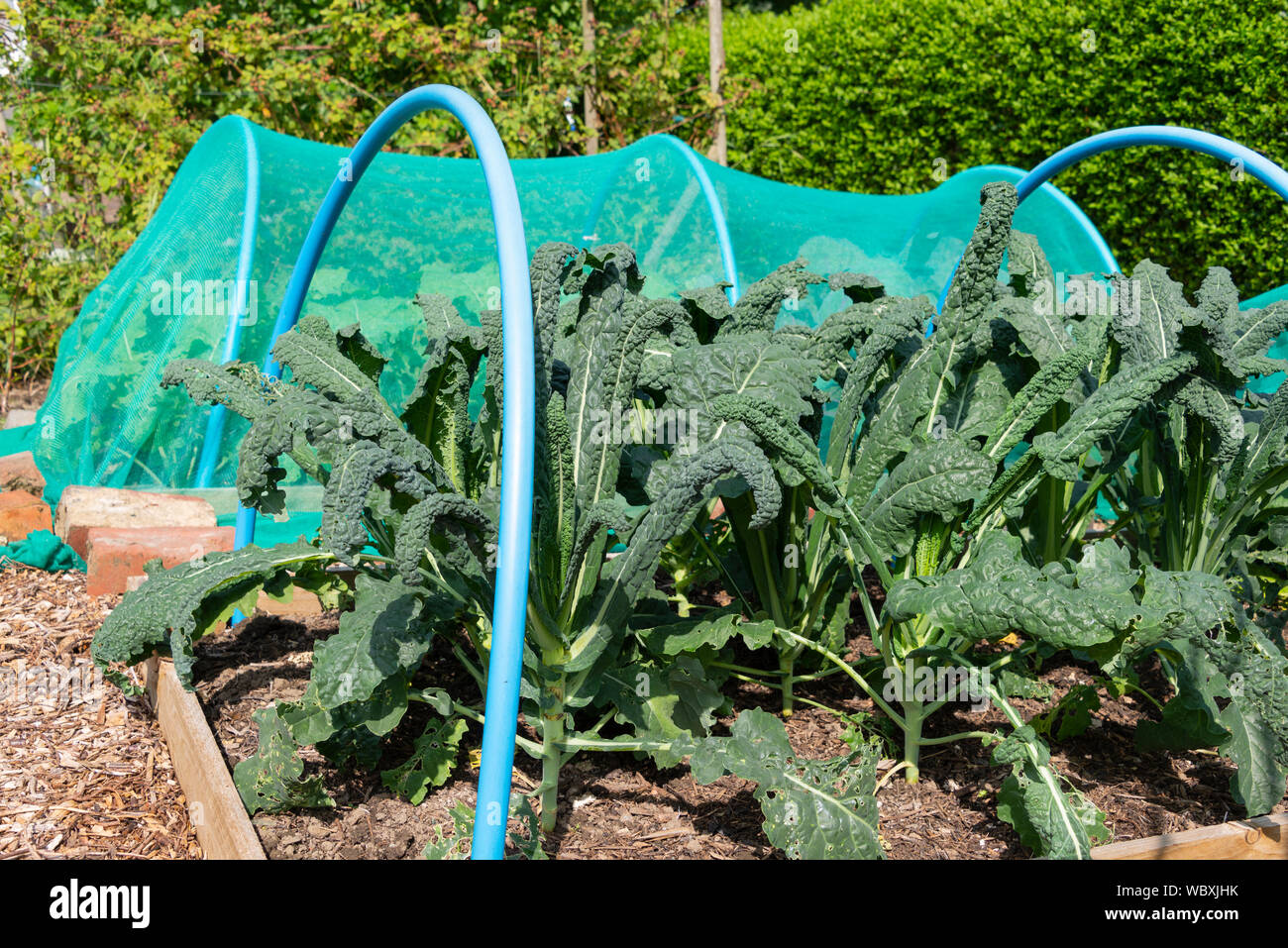 Mit Kunststoff Bänder und Netze zu Ernten wie Cavolo nero schützen, schwarz Kale (oleracea acephala) in einem Gemüsegarten wächst. UK. Stockfoto