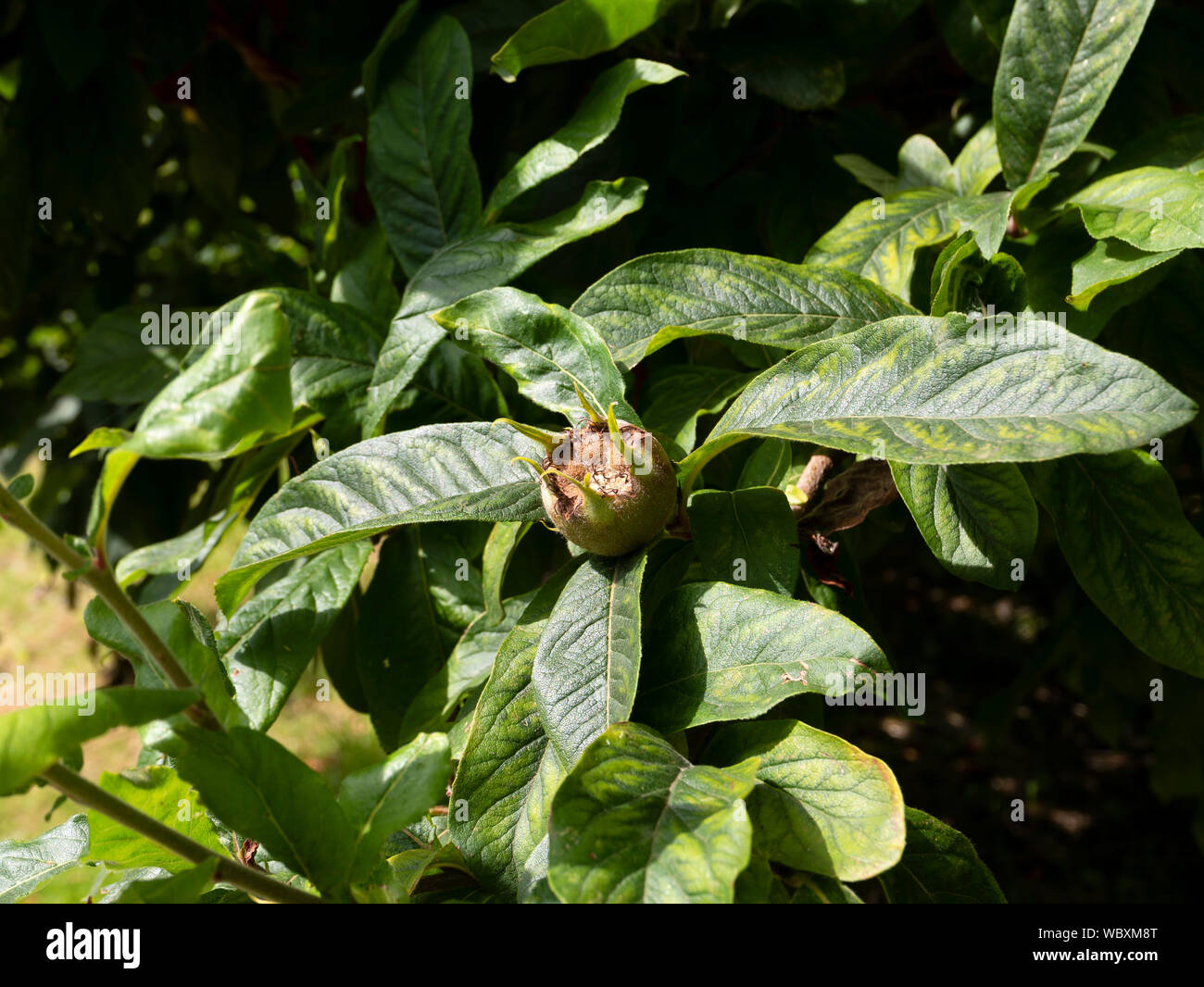 Gemeinsame Mispel (Mespilus germanica) Frucht wächst an einem Baum. Suffolk, England, UK. Stockfoto