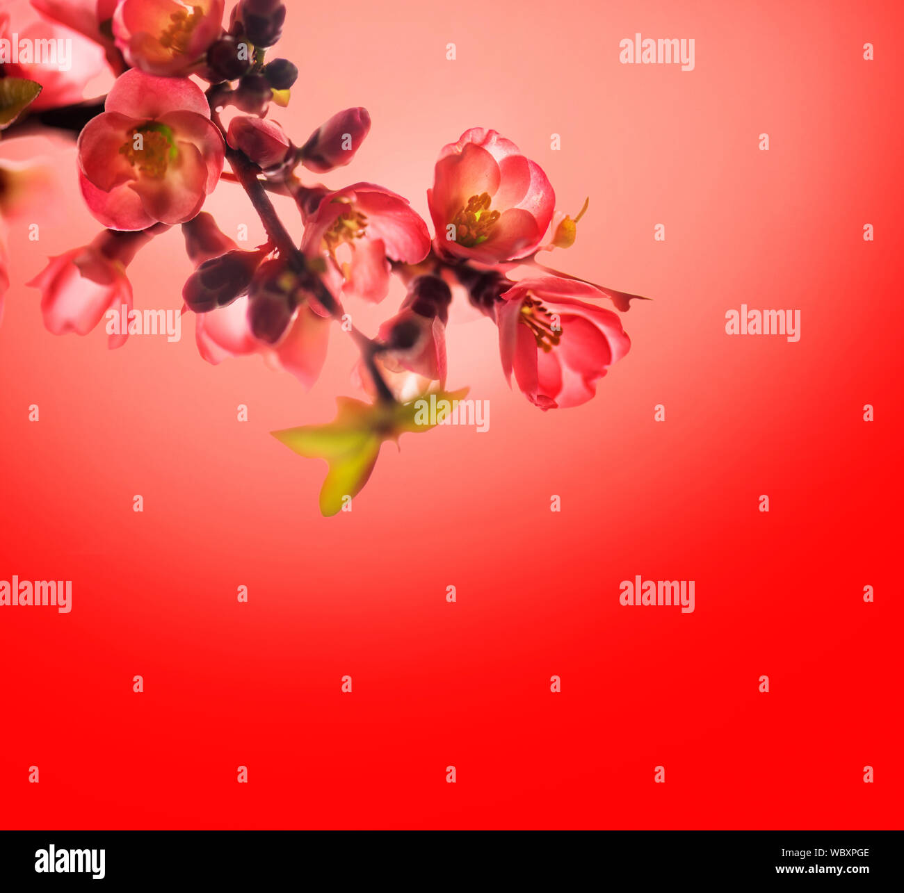 Spring Blossom Grenze über den roten Hintergrund mit Copyspace. Chinesisches neues Jahr Natur Design. Blumen Dekor für traditionelle asiatische Frühlingsfest. Lunar ne Stockfoto