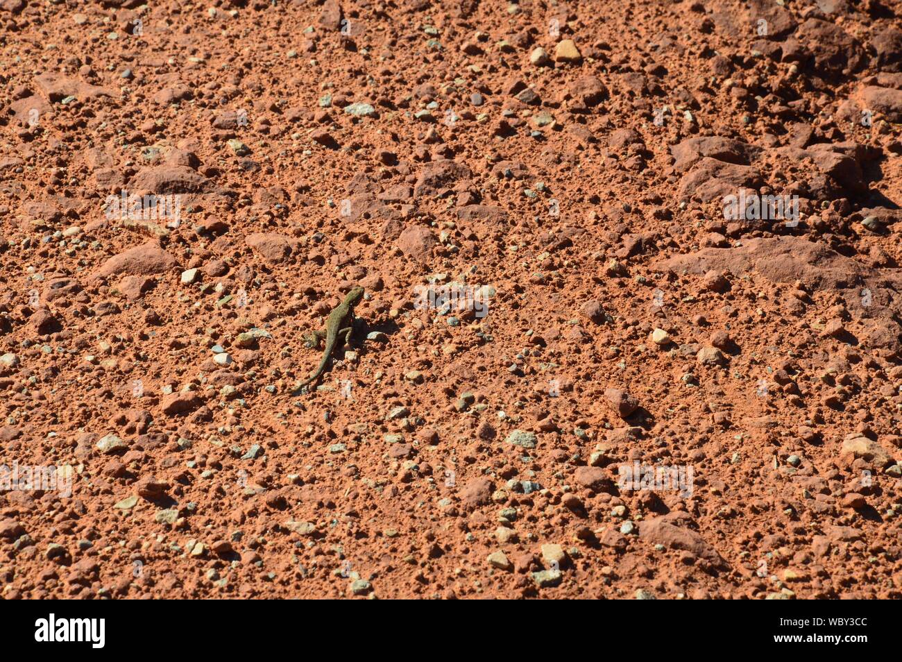Kleine Eidechse in der Wüste von Colorado, Stockfoto