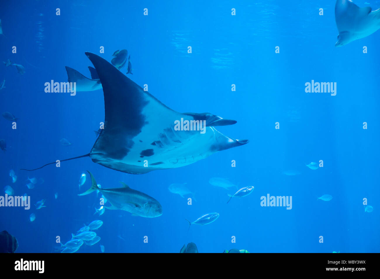 Unterwasser Schuß von Manta Ray, auch als der Teufel Fisch bekannt Stockfoto