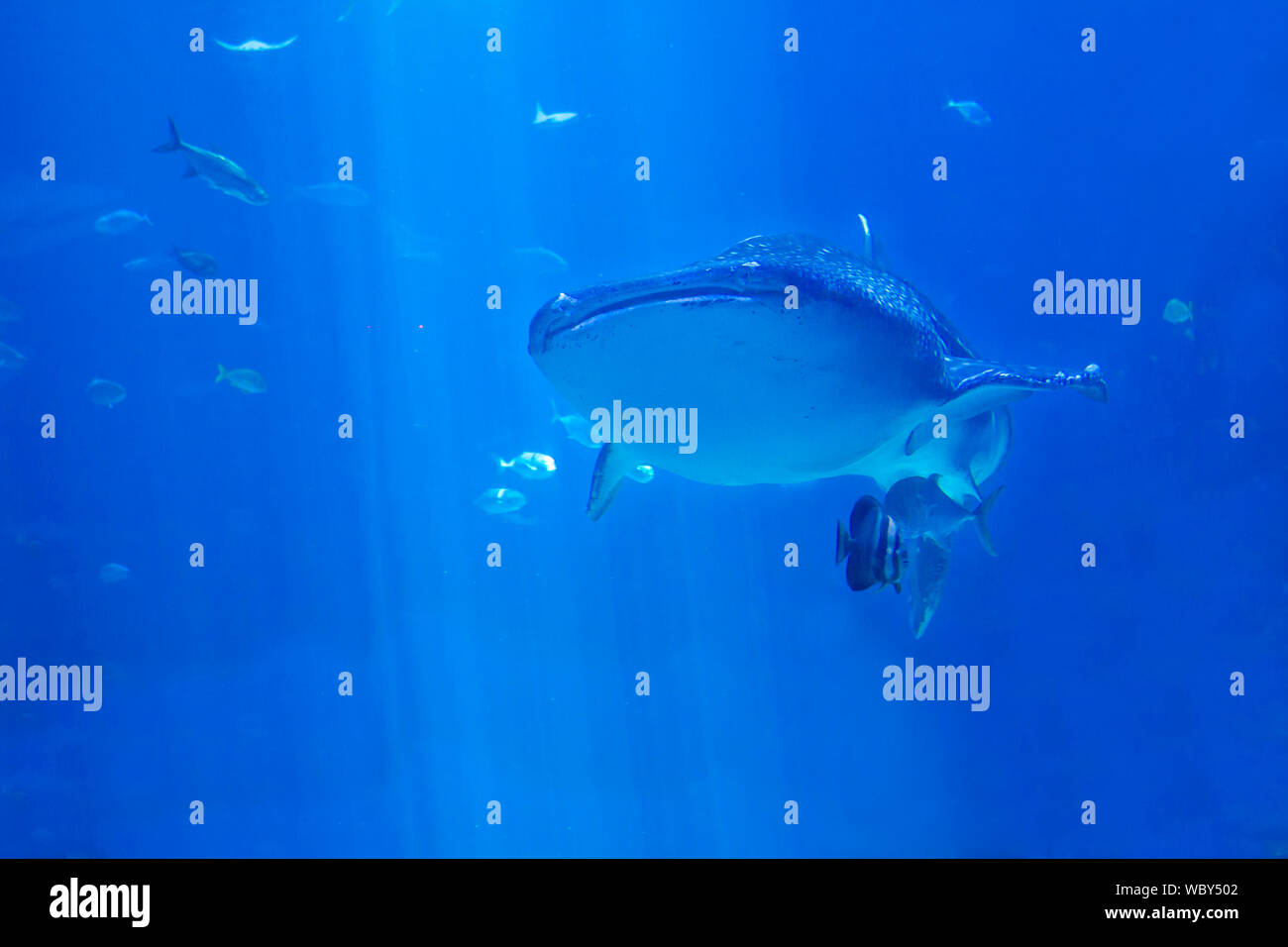 Walhai Schwimmen im tiefblauen Wasser mit anderen Fischen Stockfoto