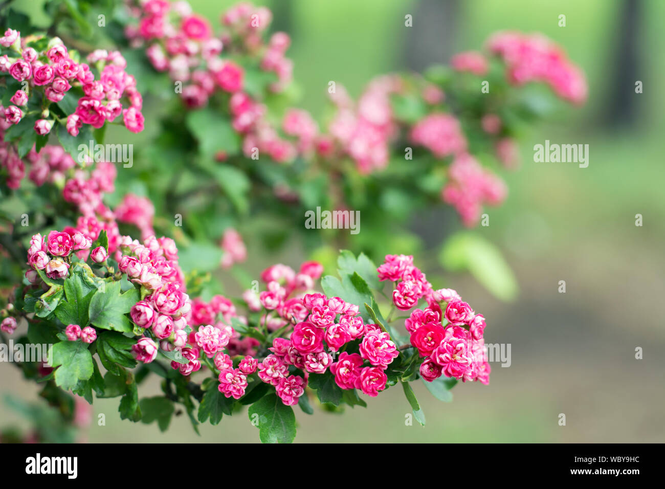 Hawthorn tree branch kauerte mit rosa Blüten Stockfoto