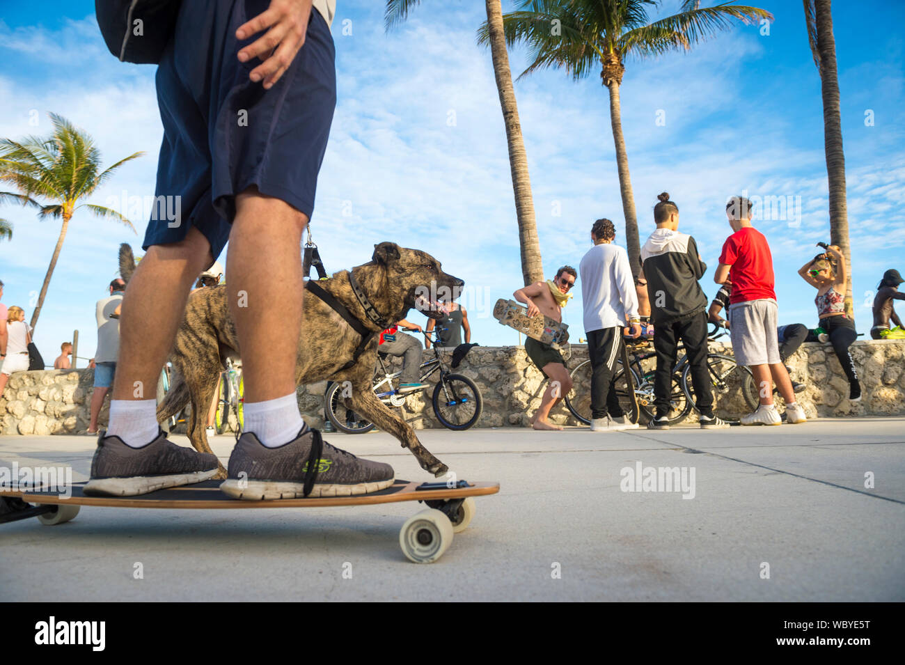 MIAMI - Dezember 27, 2017: Ein Hund läuft neben einem Skateboard am Strand Promenade Promenade am Lummus Park in South Beach. Stockfoto