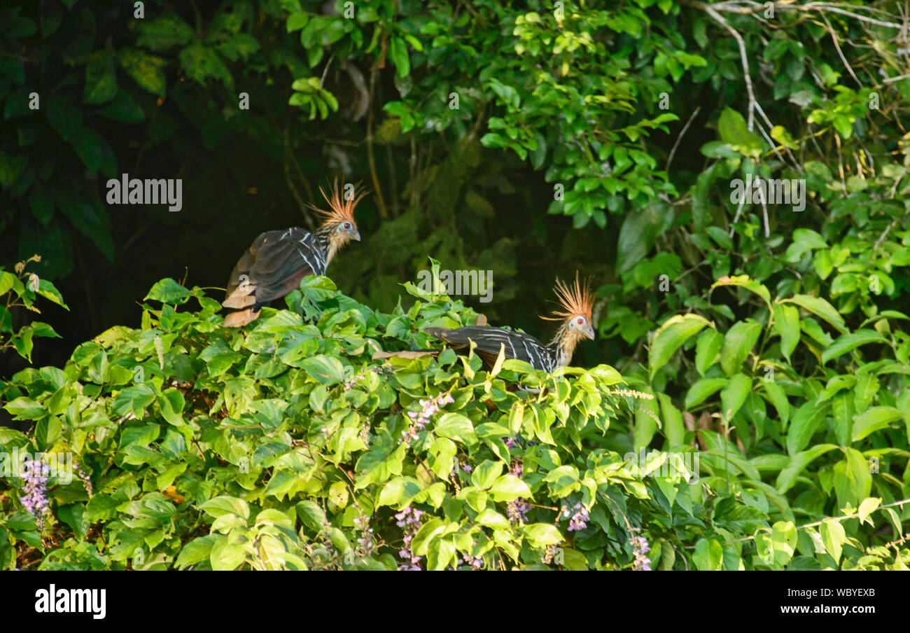 Hoatzin Vögel auf See Tres Chimbadas, Tambopata Fluss, peruanischen Amazonas Stockfoto