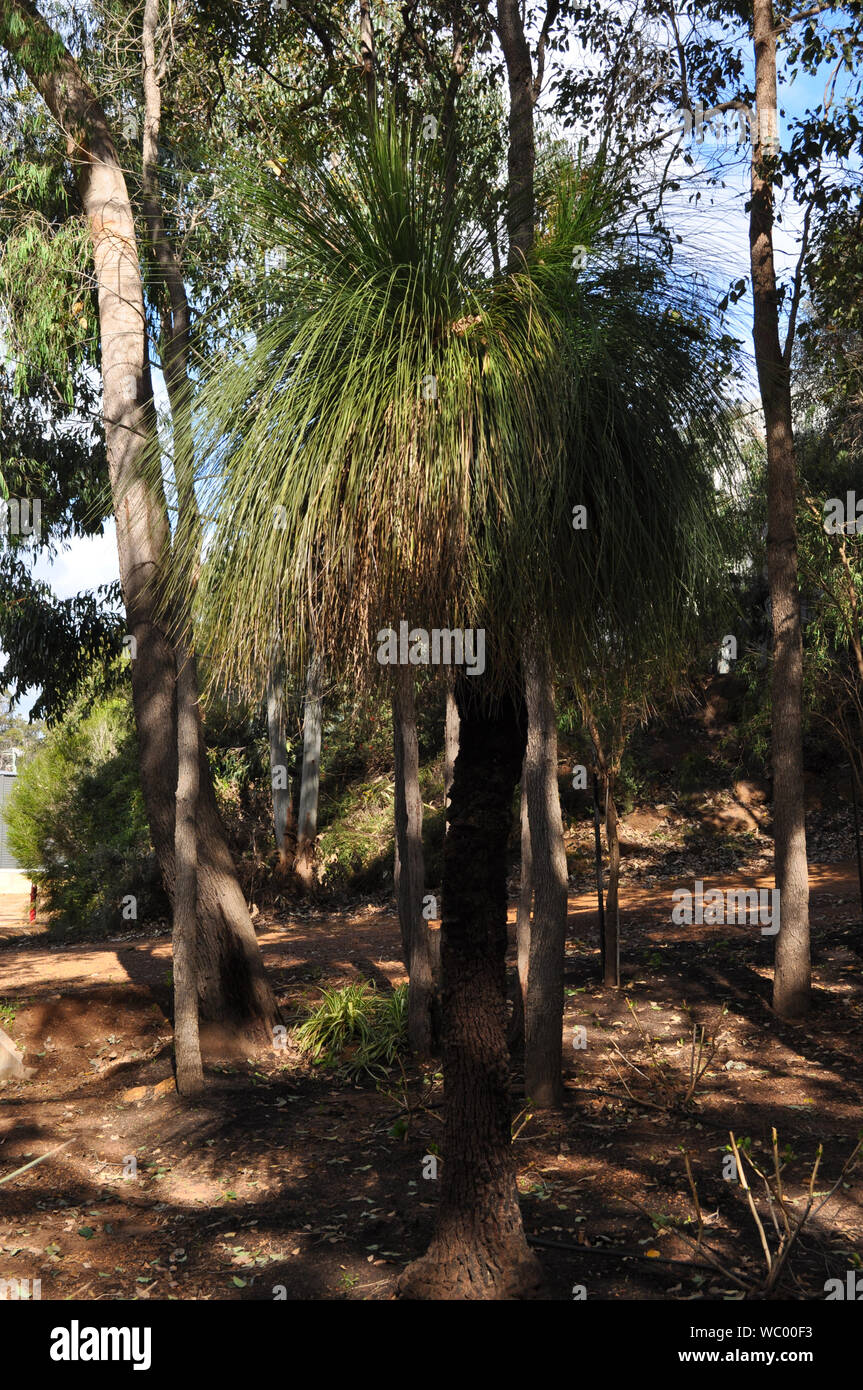 Xantheria, auch als Gras Baum, oder Austral Grasstree, Surakarta, WA, Australien bekannt Stockfoto