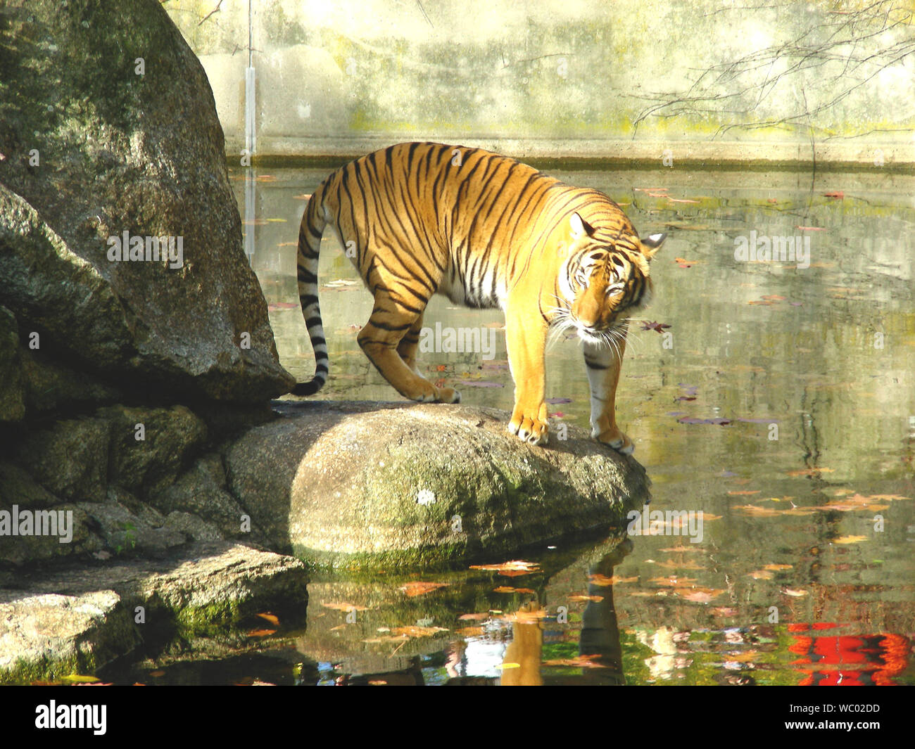 Tiger Im Fluss Stockfotos Und Bilder Kaufen Alamy