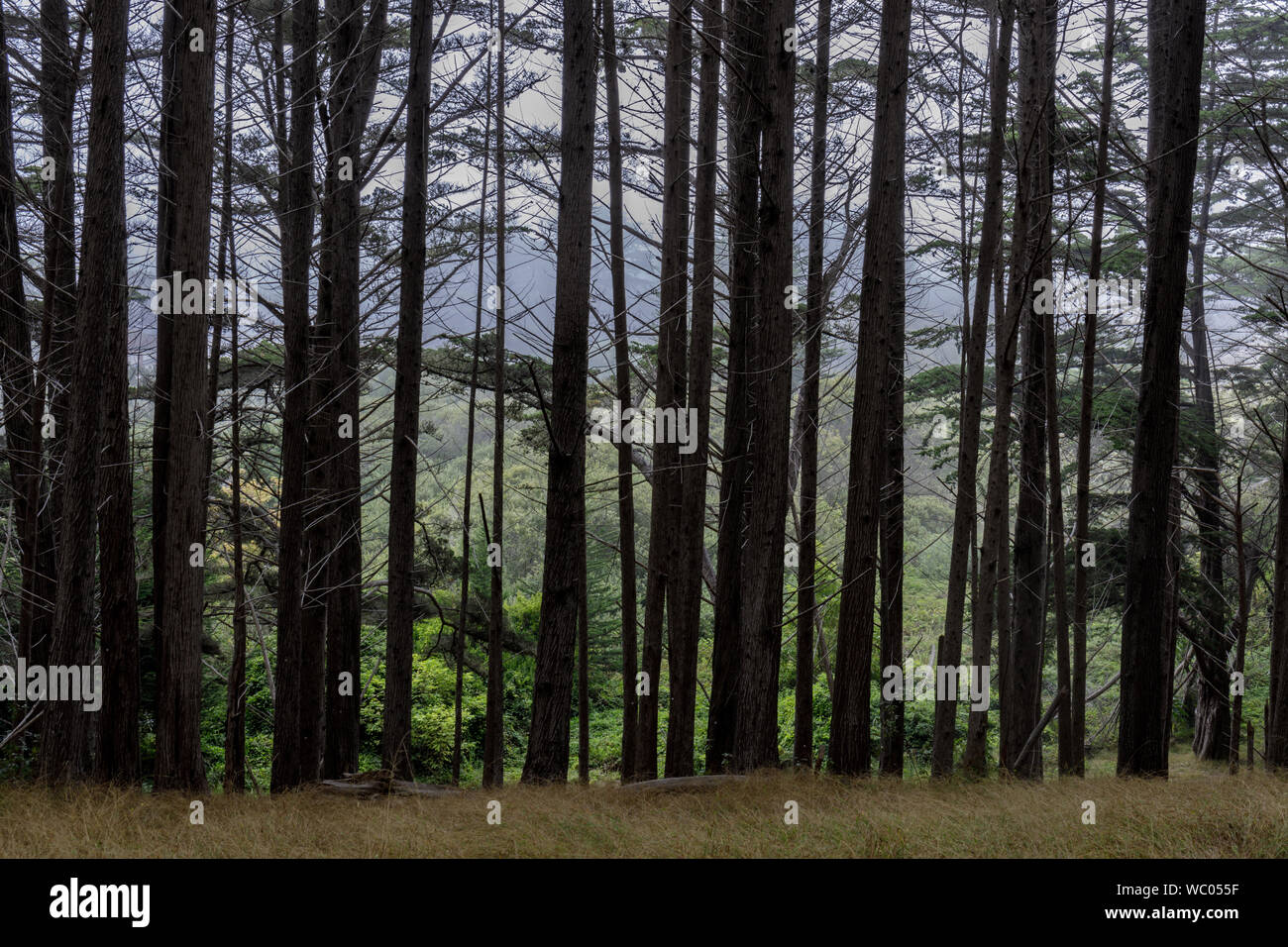 Monterey Cypress Tree Line mit Schleier Stockfoto