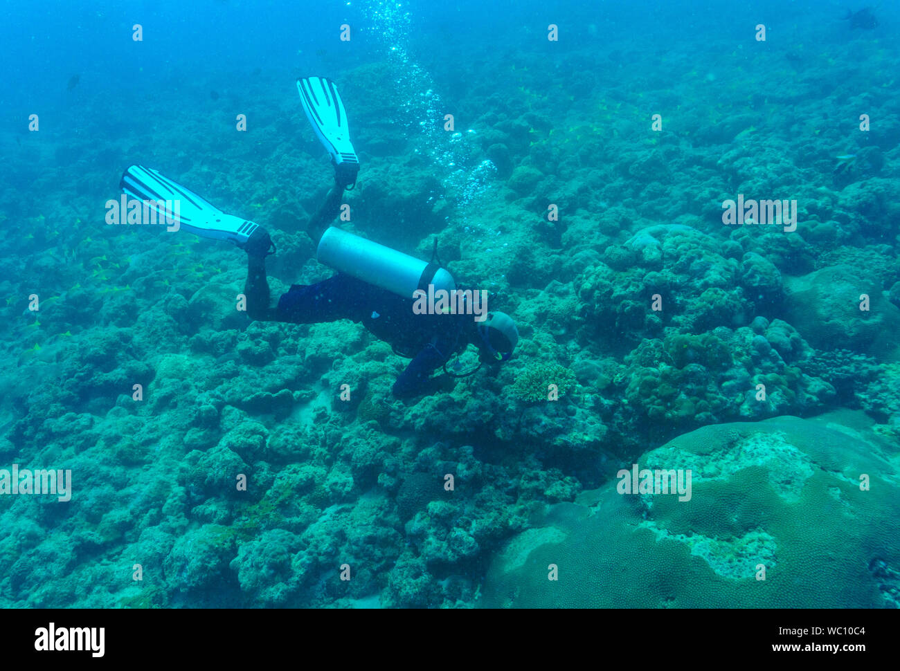 Ein Scuba Diver dving in einem Korallenriff in der Andamanen (Indien) - in der Nähe von Chidiya Tapu Stockfoto