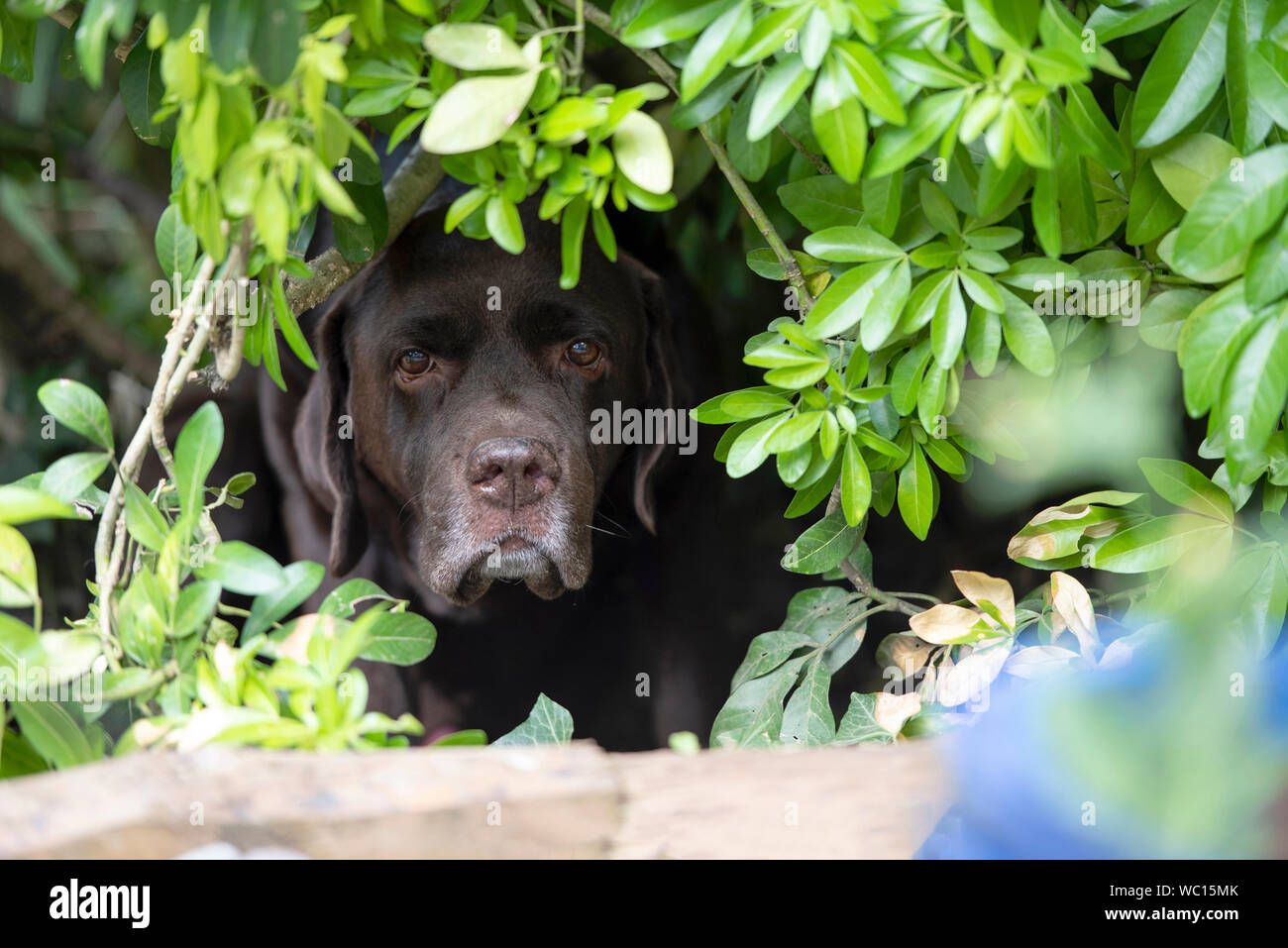 Nettes Gesicht der Schokolade Labrador Hund heraus, die von unter einem Busch Stockfoto