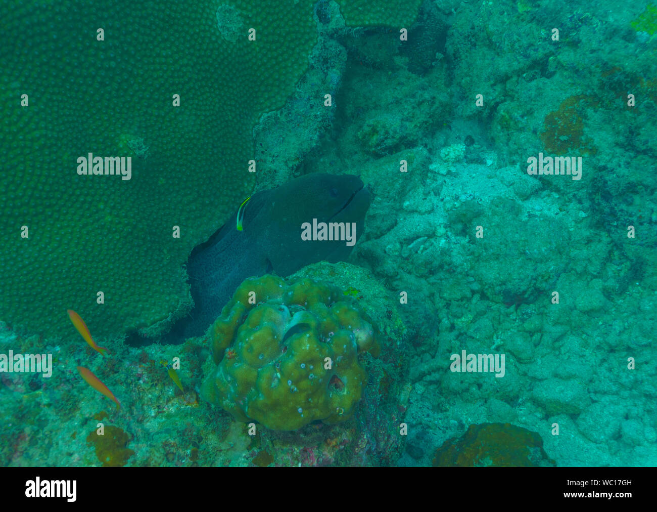 Unterwasser Bild des Korallenriffs und Riff Fischen - während Tauchen in der Andamanen (Indien) - in der Nähe von Chidiya Tapu Stockfoto