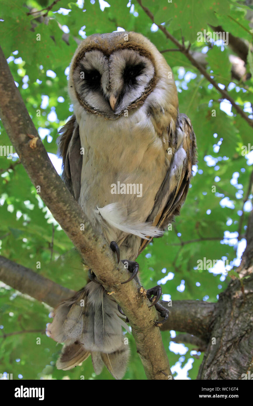 Western Barn Owl in Trabzon in der Türkei Stockfoto