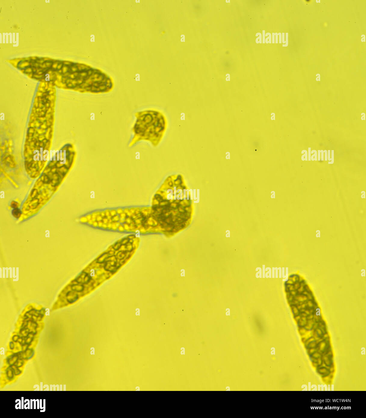 Bakterien, Bakterien, biologische, Zelle, prokaryotische, Mikroorganismen, Stockfoto