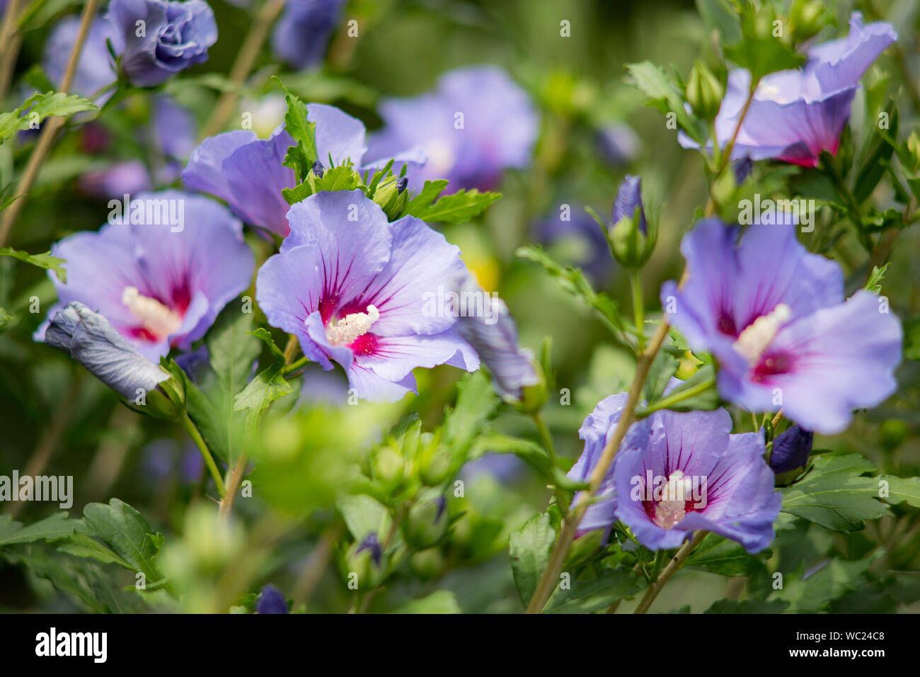 Lila hibiskus Fotos und Bildmaterial in hoher Auflösung Alamy