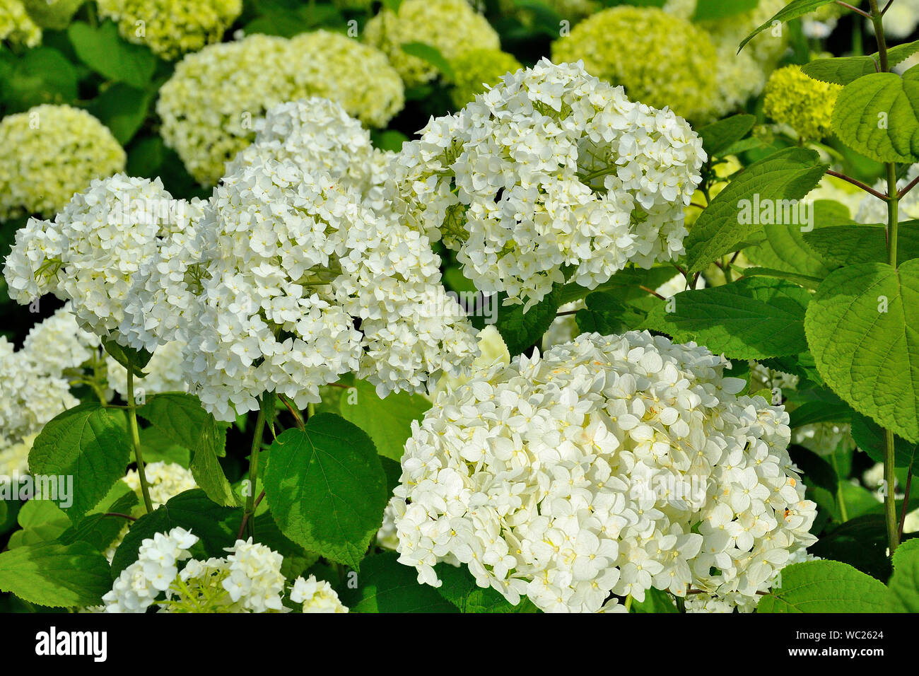 Weiße Hortensie Blütenstand im Sommer Garten hautnah. Blühende Hortensien, schöne sanfte weiße Blumen - Sommer floral background. Hortensia Stockfoto