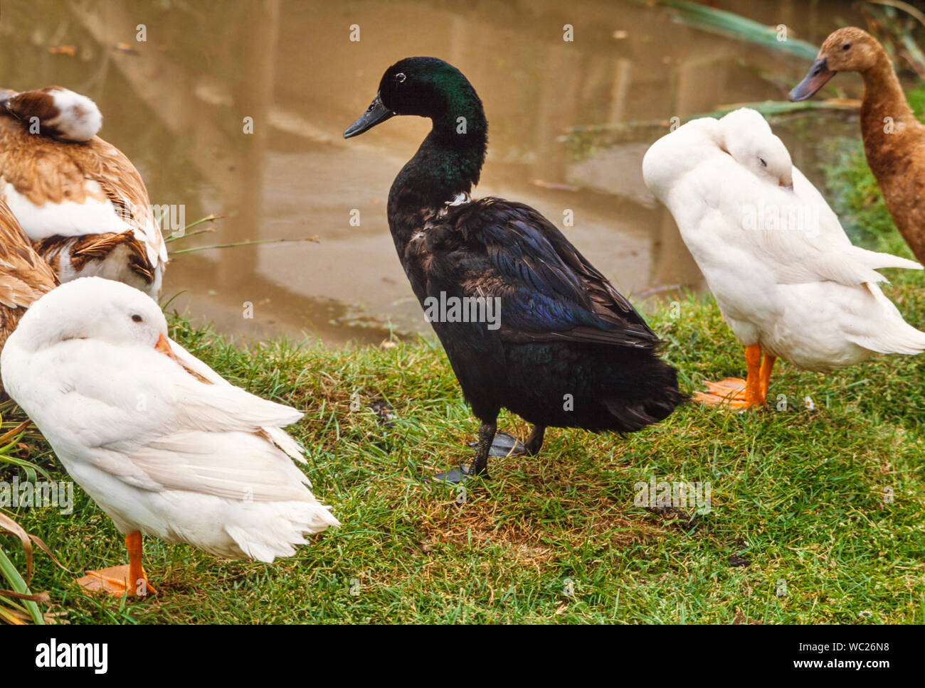 Cayuga Ente (Mitte) häuslich Enten Stockfoto