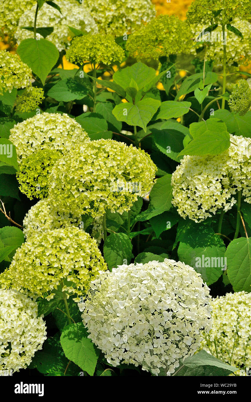 Weiß und Grün Hortensie Blütenstand im Sommer Garten hautnah. Blühende Hortensien, schöne sanfte weiße Blumen - Sommer floral background. Stockfoto