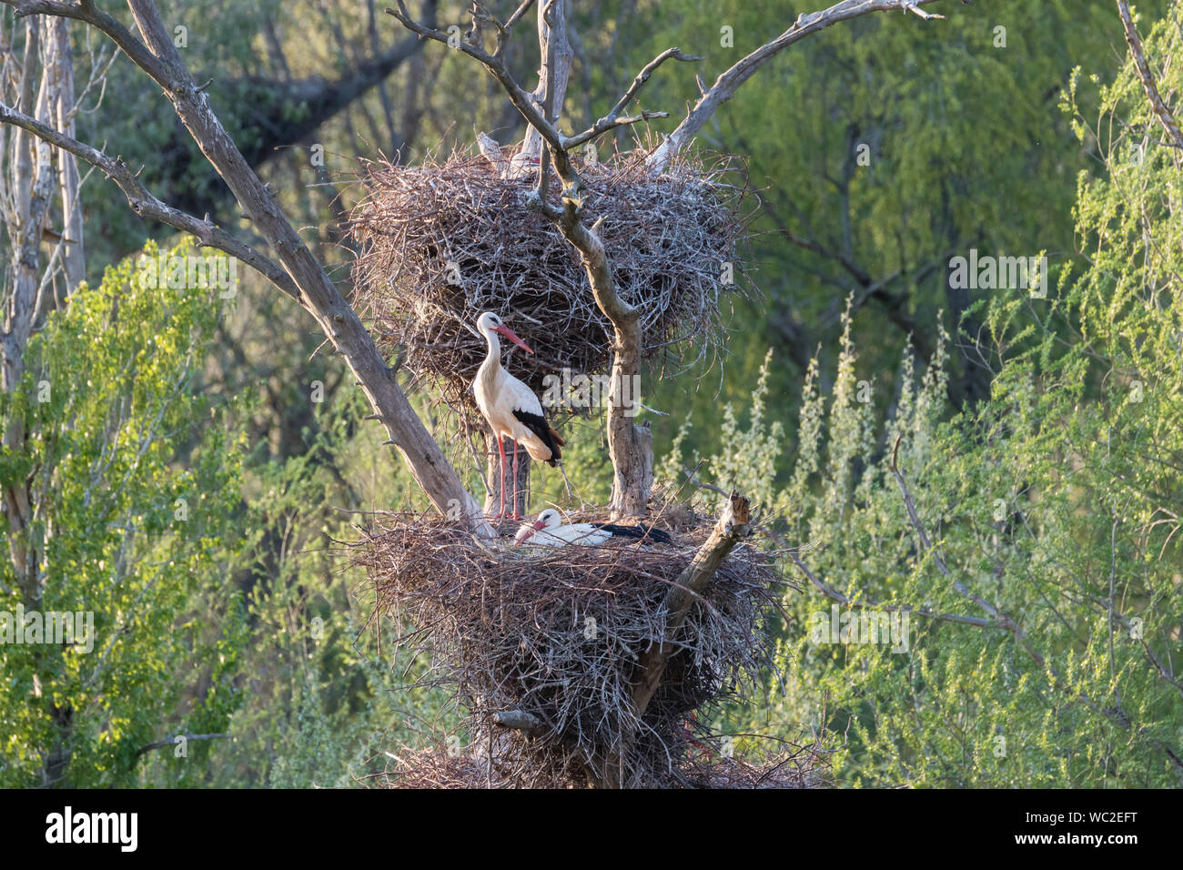 Weißstorch (Ciconia ciconia) am Nest, Sot del Fuster, Vilanova de la Barca, Katalonien, Spanien Stockfoto