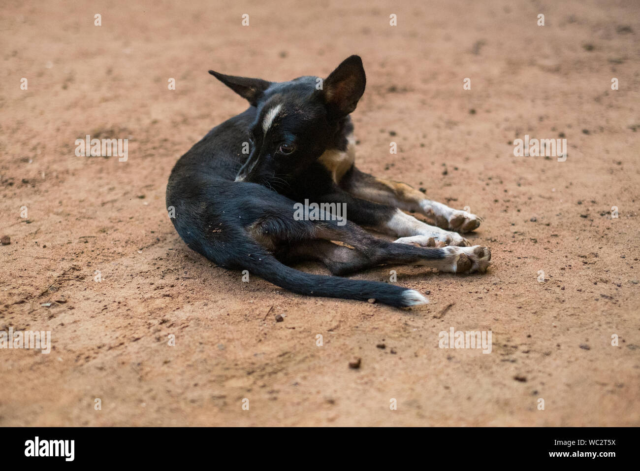 Riberalta, Bolivien. Hund Kratzer auf dem Boden Stockfoto