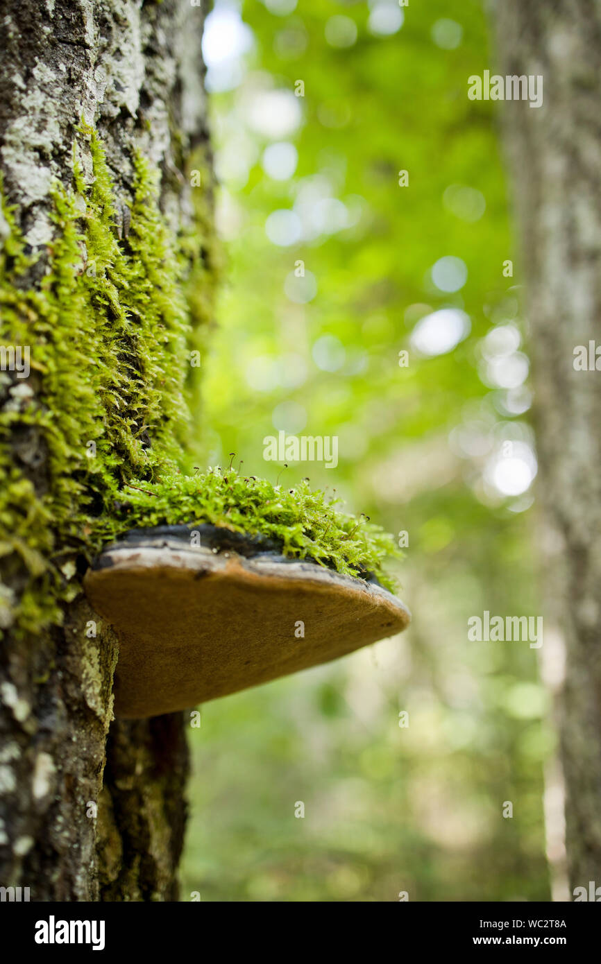 Nahaufnahme des polypore auf großen Kofferraum oder natürlichen Wald grüner Hintergrund Stockfoto