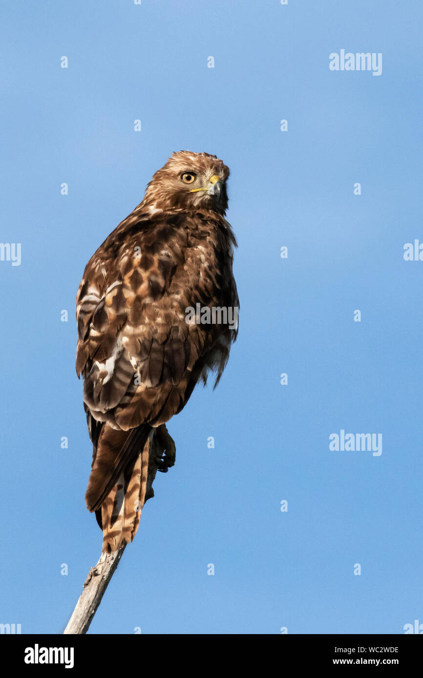 Nordamerika; USA; Montana; Tierwelt; Vögel; Raubfische; Raptor; Red-tailed Hawk; Buteo jamaicensis Stockfoto
