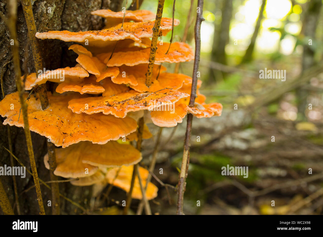 Orange polypore Pilz auf Stamm im natürlichen Wald Stockfoto