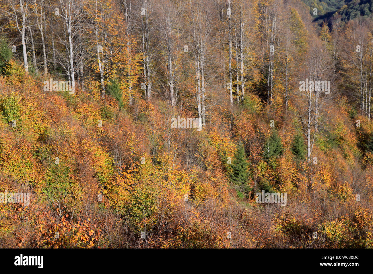 Herbst in blacksea Region Stockfoto