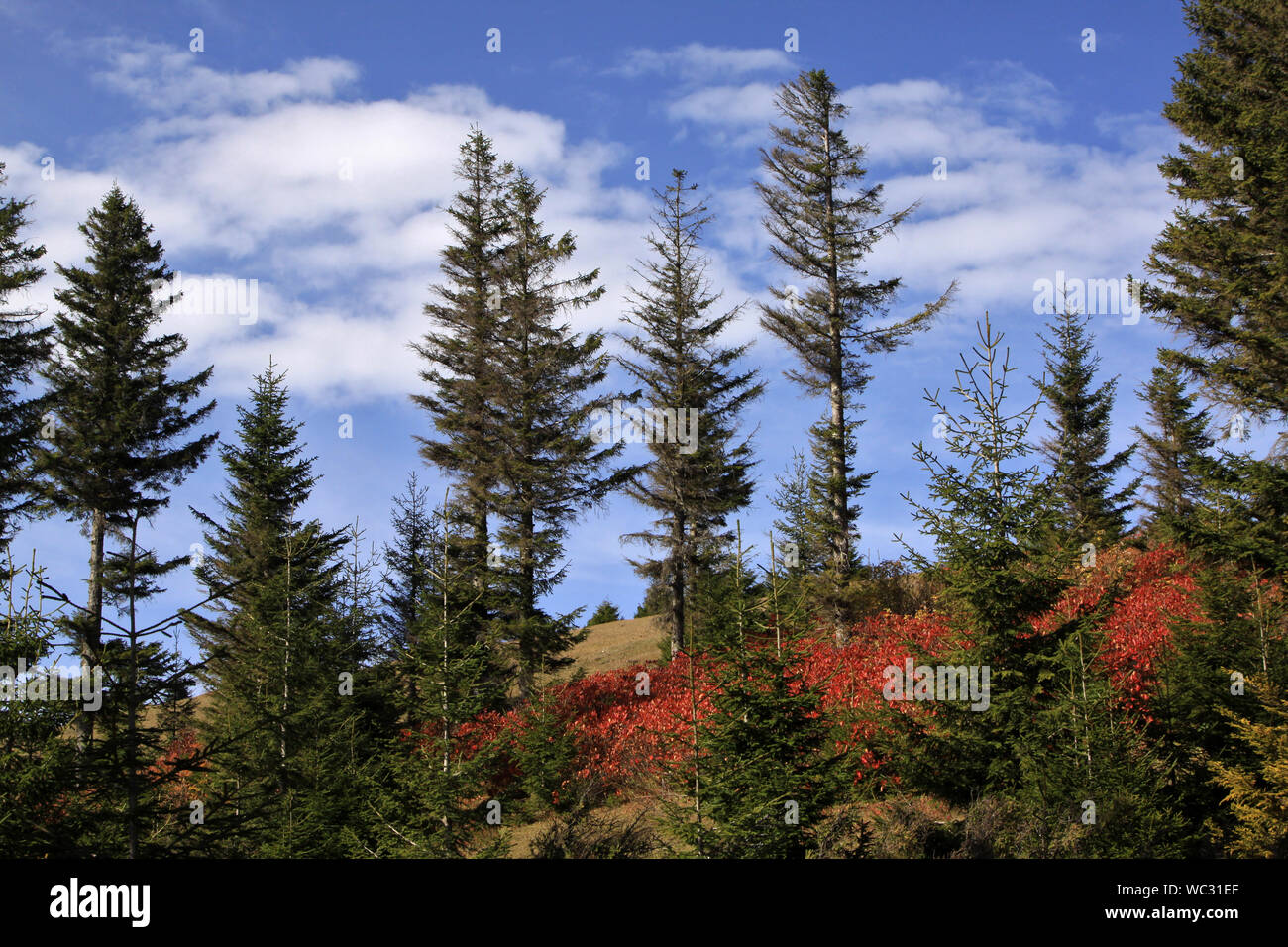 Herbst in blacksea Region Stockfoto
