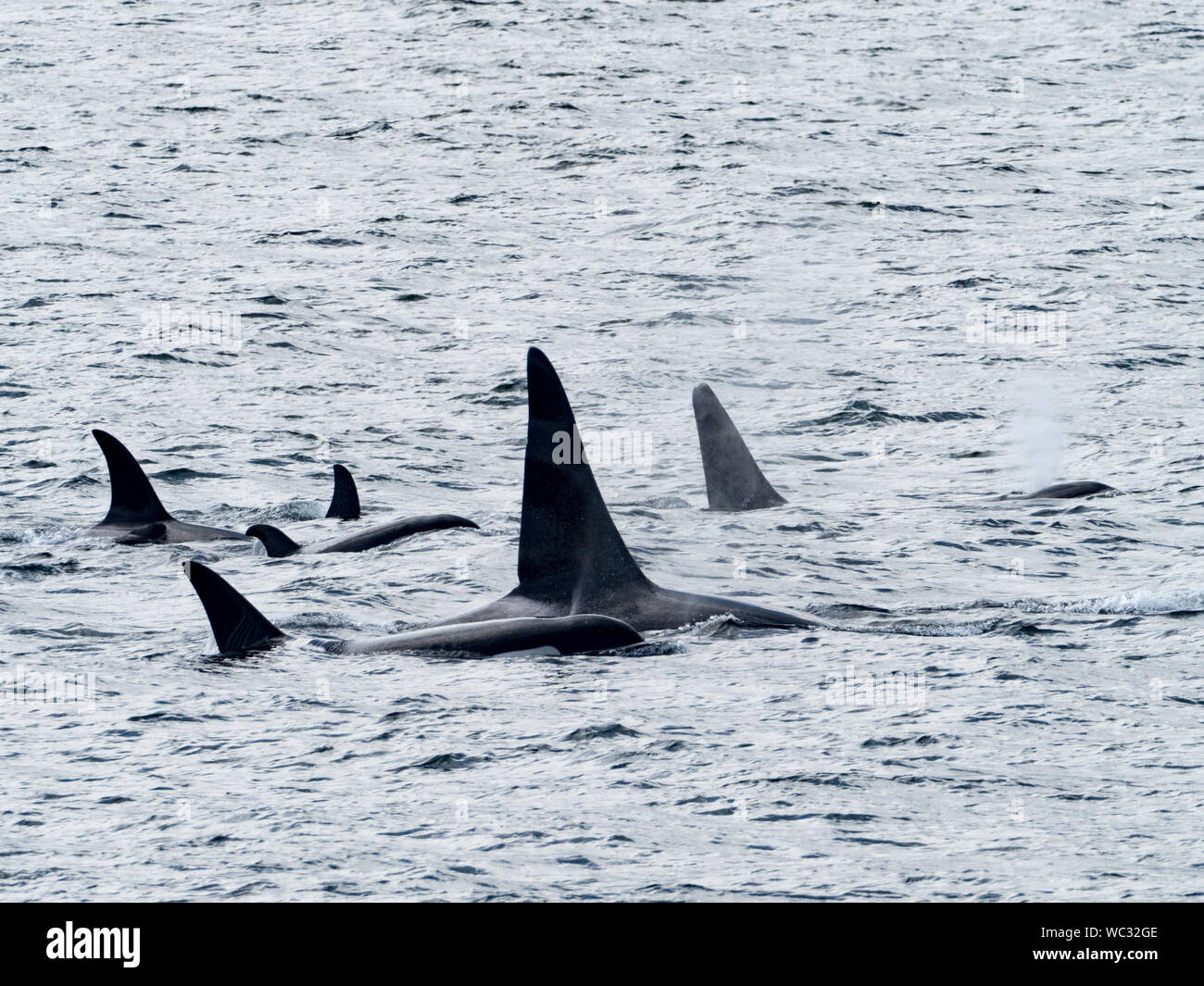 AG pod der ansässigen Schwertwale, oder Orca, Orcinus orca, in der Inside Passage im Südosten Alaska USA Stockfoto