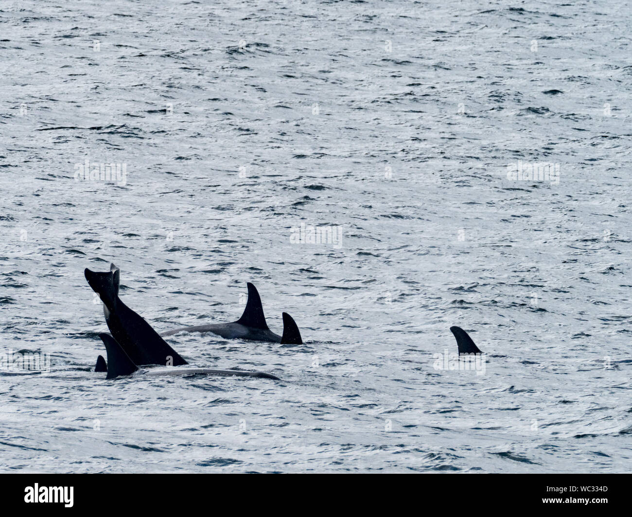 AG pod der ansässigen Schwertwale, oder Orca, Orcinus orca, in der Inside Passage im Südosten Alaska USA Stockfoto