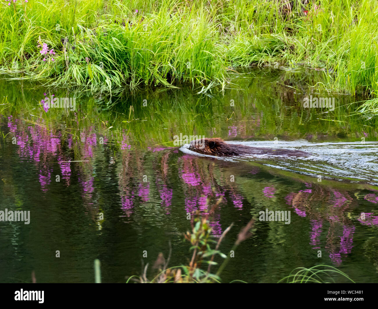 Beaver, Castor canadensis, Schwimmen in einem kleinen Bach im Denali-Nationalpark, Alaska, USA Stockfoto