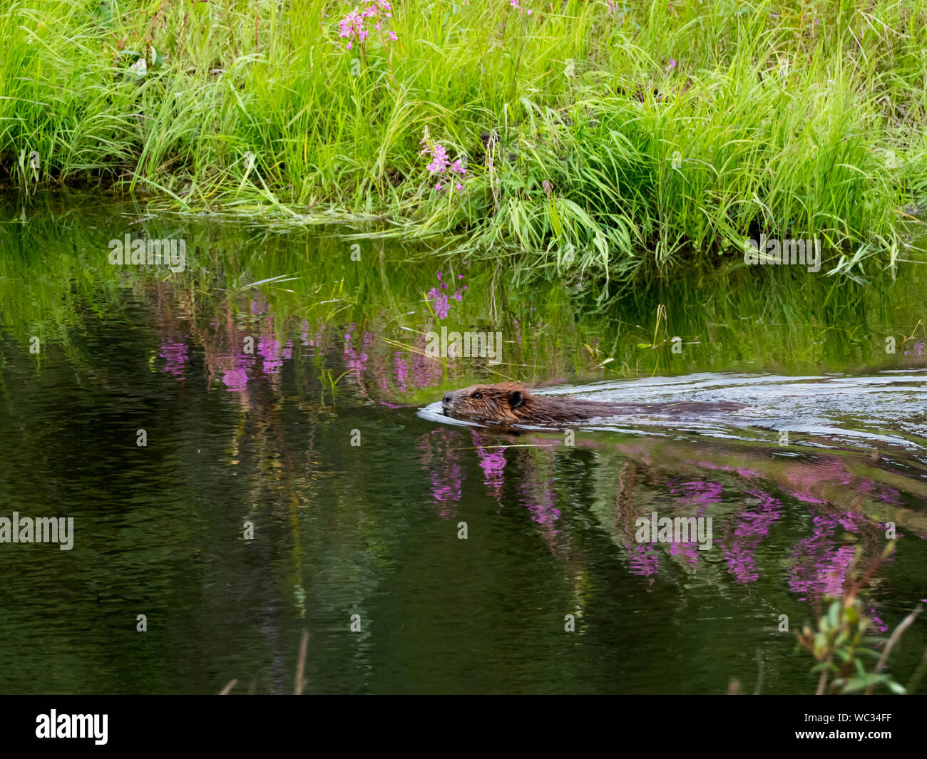 Beaver, Castor canadensis, Schwimmen in einem kleinen Bach im Denali-Nationalpark, Alaska, USA Stockfoto