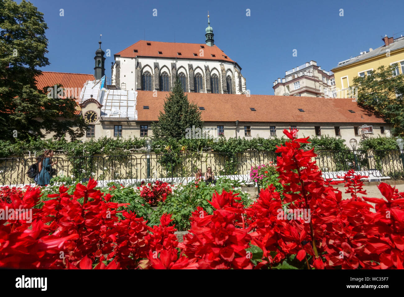 Prager Blumen im Franziskanergarten, Frantiskanska zahrada, Stadtzentrum, Tschechische Republik Prager Blume Stockfoto