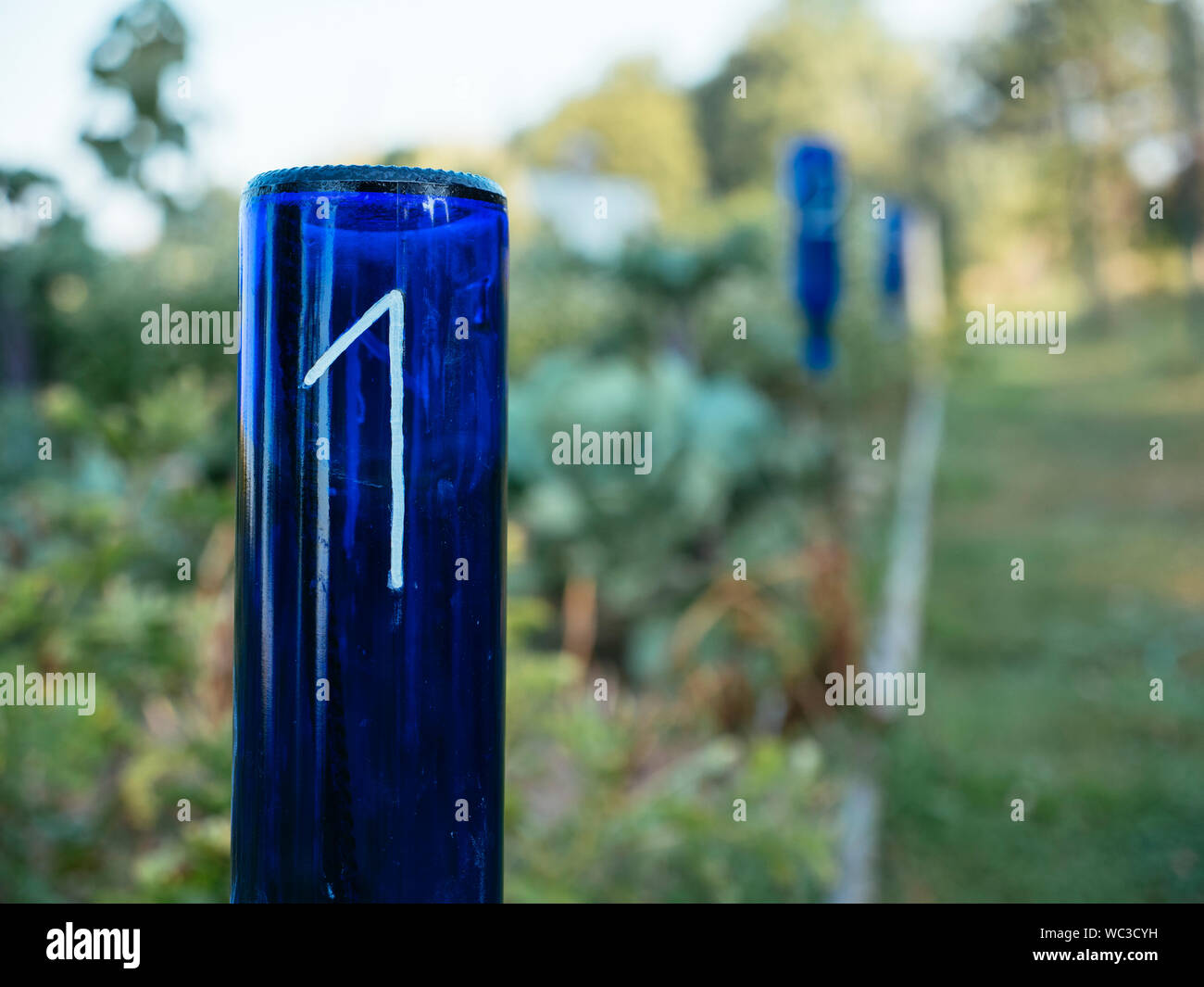 Alte blaue Flaschen je nach Anzahl Parzellen in einem Gemüsegarten mit Fruchtfolge. Stockfoto