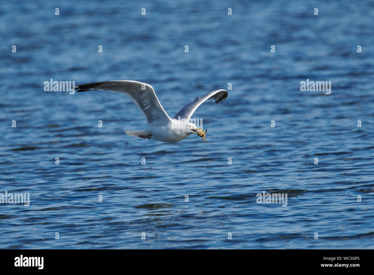 Crescent Beach, Nova Scotia, Kanada Stockfoto