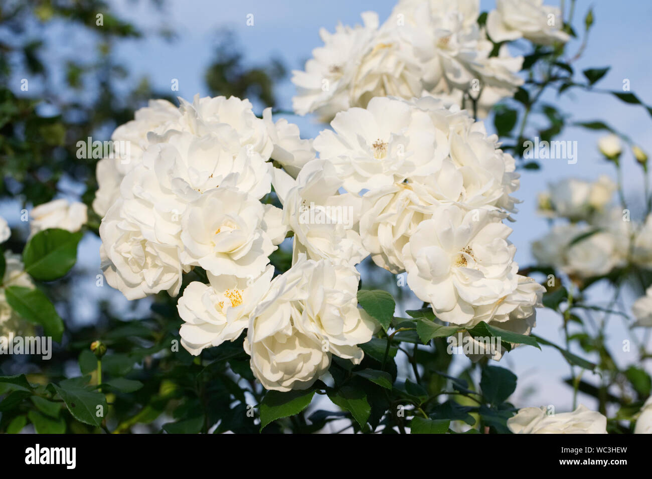 Kletterrose 'Iceberg"im Garten. Stockfoto