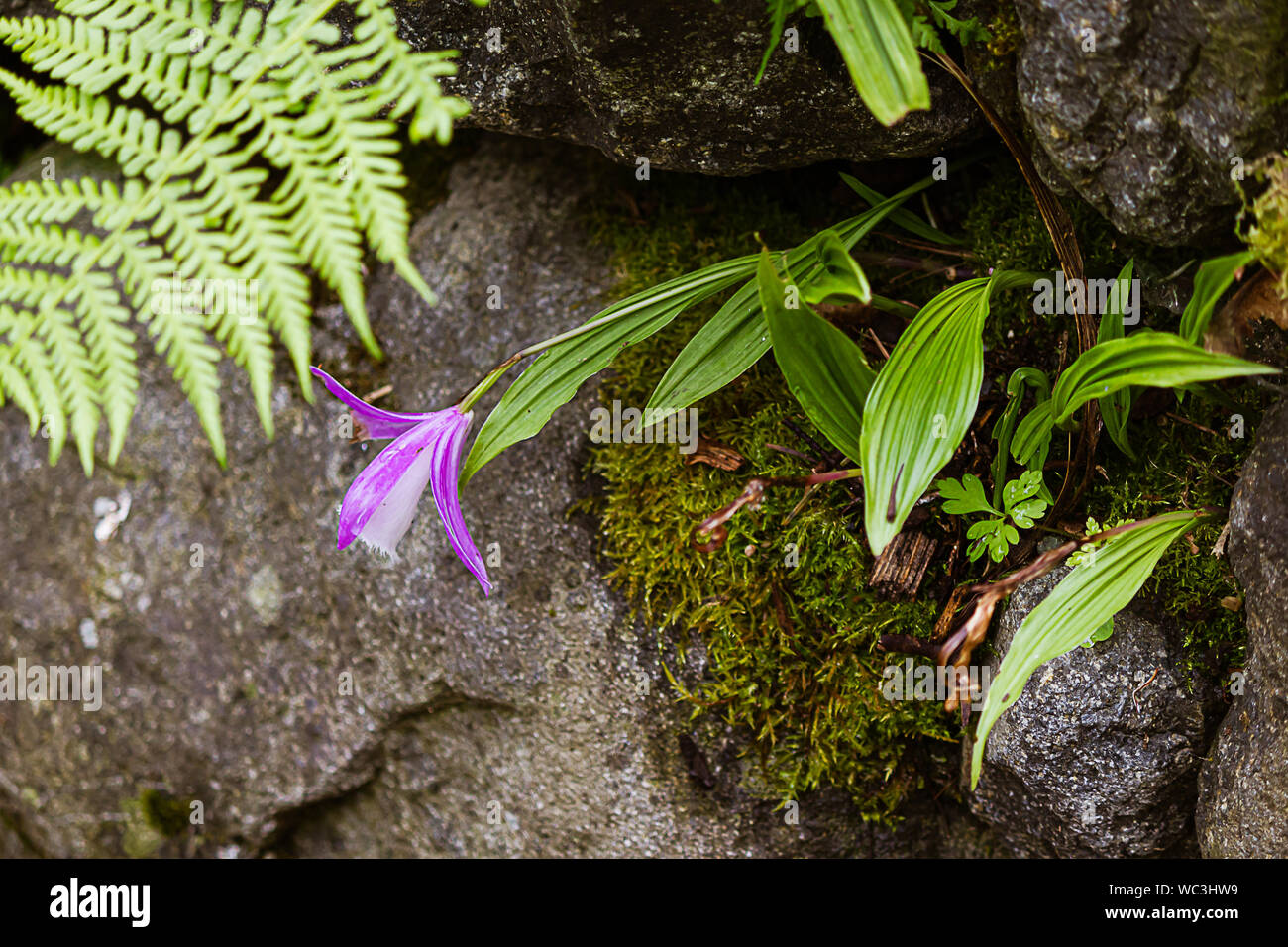 Weiß und Lavendel Orchidee in crevises eines Rock Garden Wall mit Moos bepflanzt Stockfoto