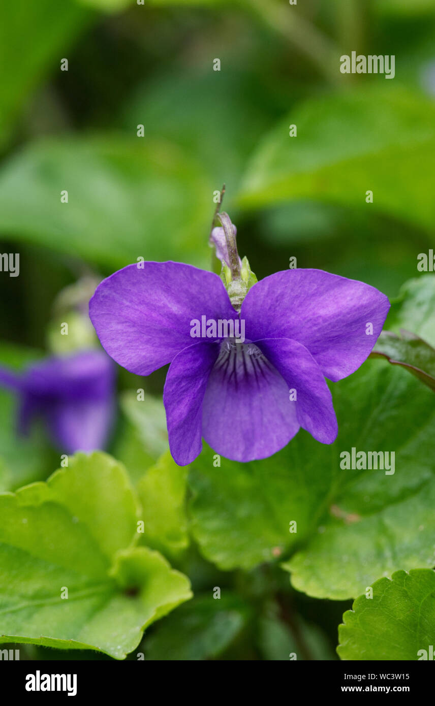 Viola odorata. Violette Blume. Stockfoto