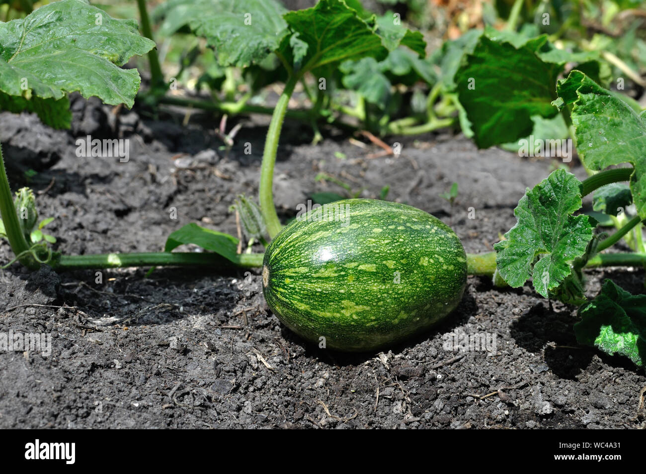 In der Nähe der Jugendlichen Kürbis Anlage im Gemüsegarten Stockfoto