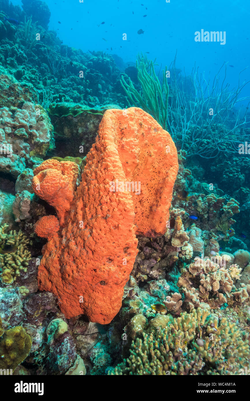 Orange Elephant ear schwamm Agelas clathrodes, Bonaire, Niederländische Antillen, Niederlande, Karibik, Atlantik Stockfoto