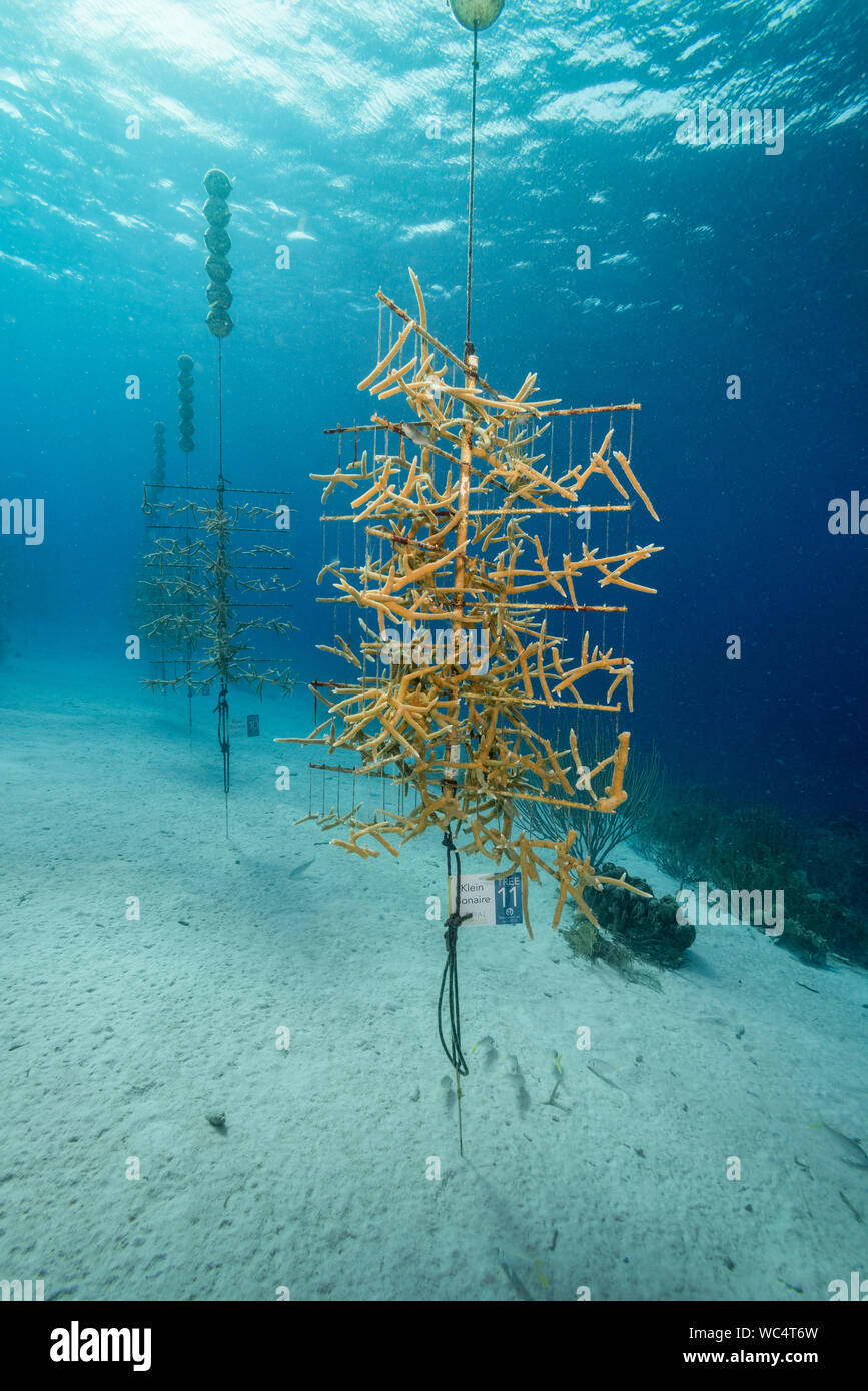 Staghorn coral Restoration Project. Staghorn Coral, Acropora cervicornis, Bonaire, Niederländische Antillen, Niederlande, Karibik, Atlantik Stockfoto
